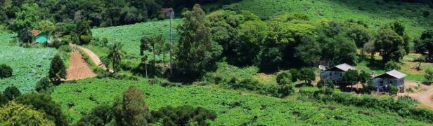 Grape vines covering hills near Bento Gonçalves.